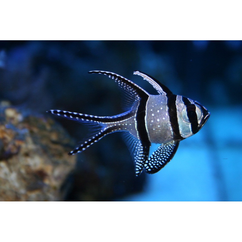 Banggai Cardinalfish - Pterapogon kauderni - Small - 1 to 2"