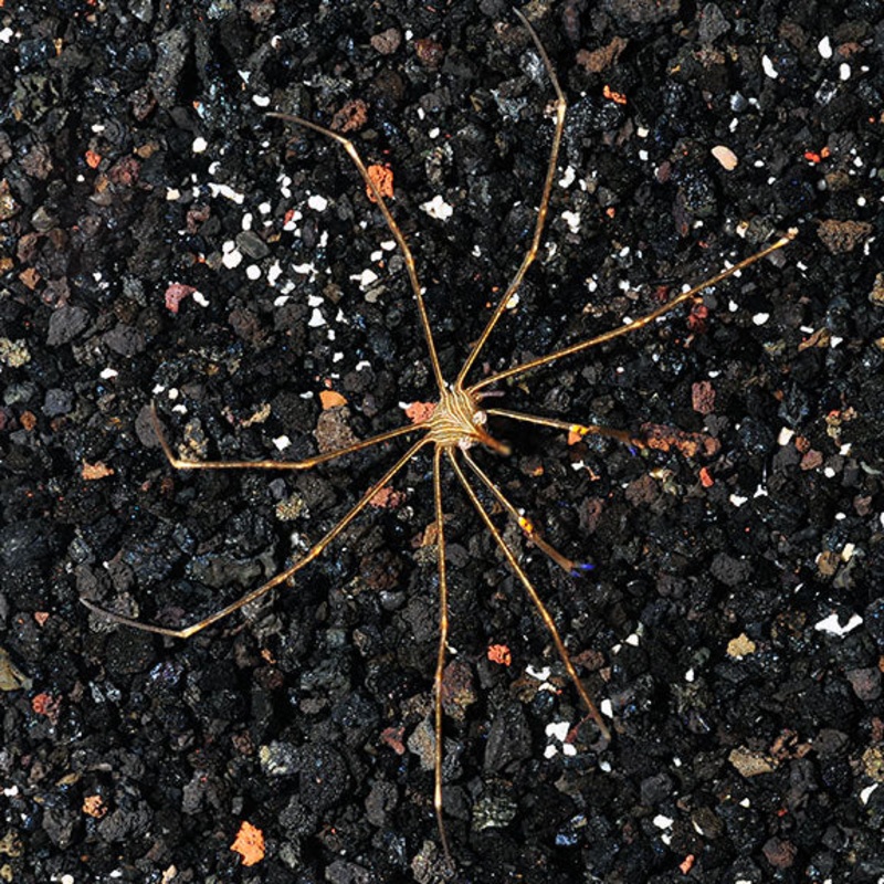 Arrow Crab - Stenorhynchus seticornis