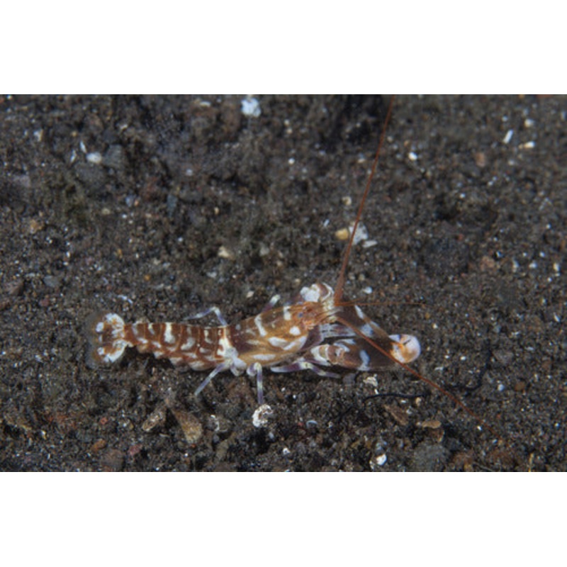 Djibouti Pistol Shrimp - Alpheus Djiboutensis