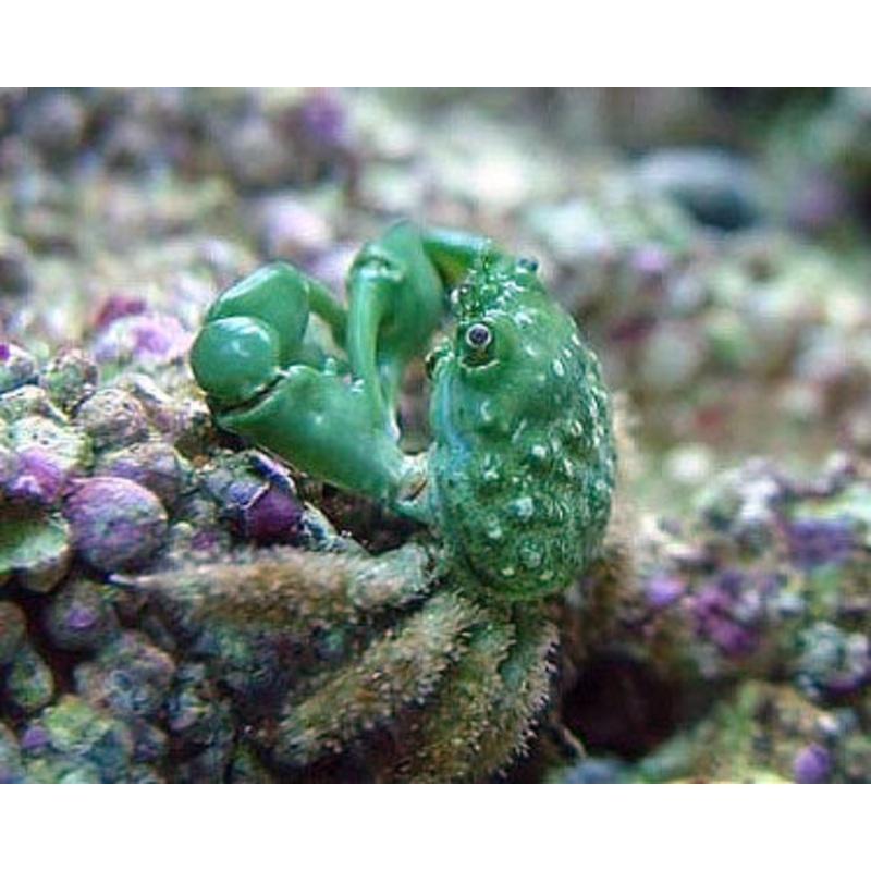 Emerald Crab - Mithraculus sculptus