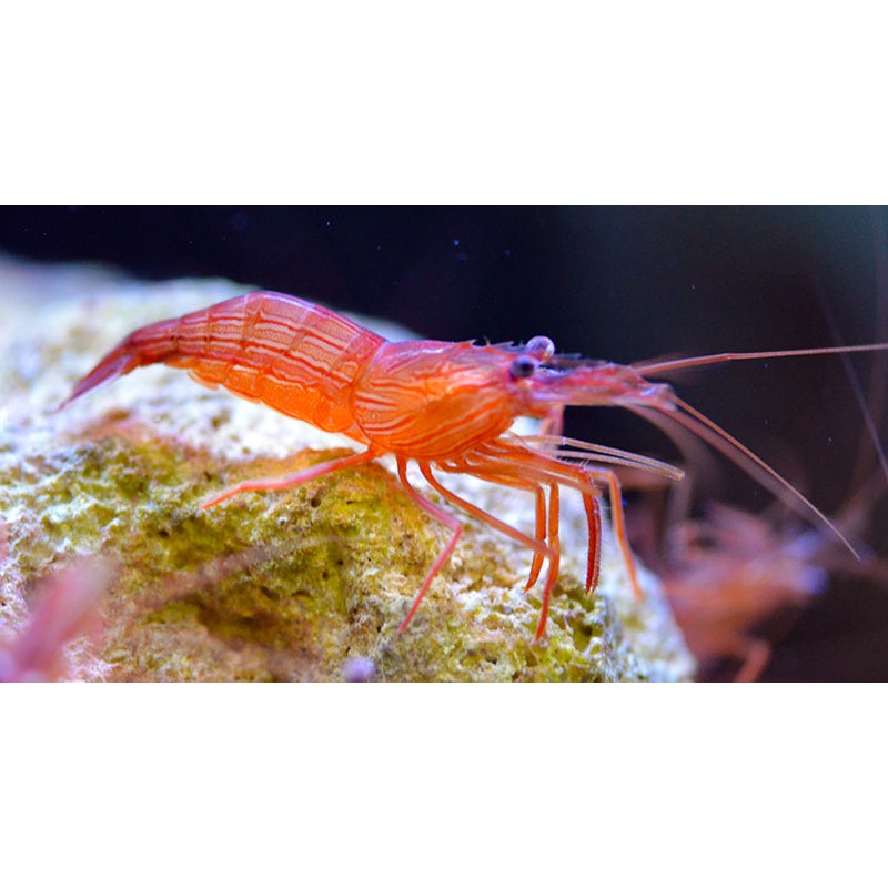 Peppermint Shrimp - Lysmata wurdemanni