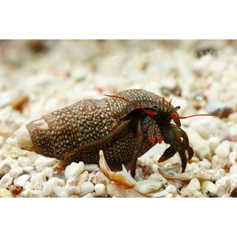 Red Tip Hermit Crab - Clibanarius digueti