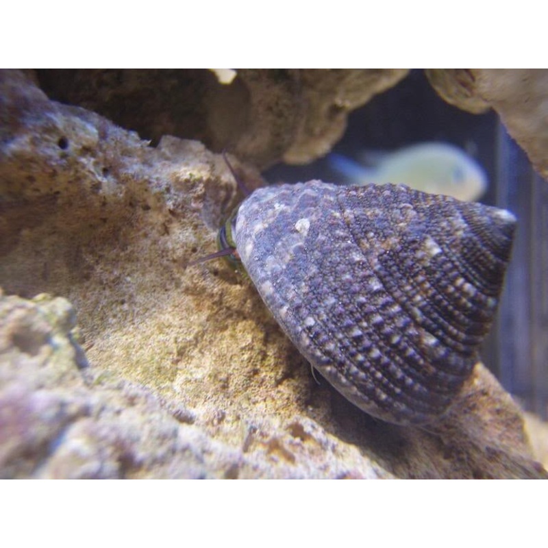 Trochus Snail - Trochus sp.
