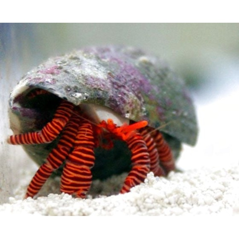 Halloween Hermit Crab - Trizopagurus strigatus