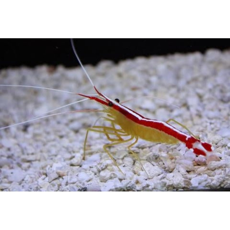 Skunk Cleaner Shrimp - Lysmata amboinensis