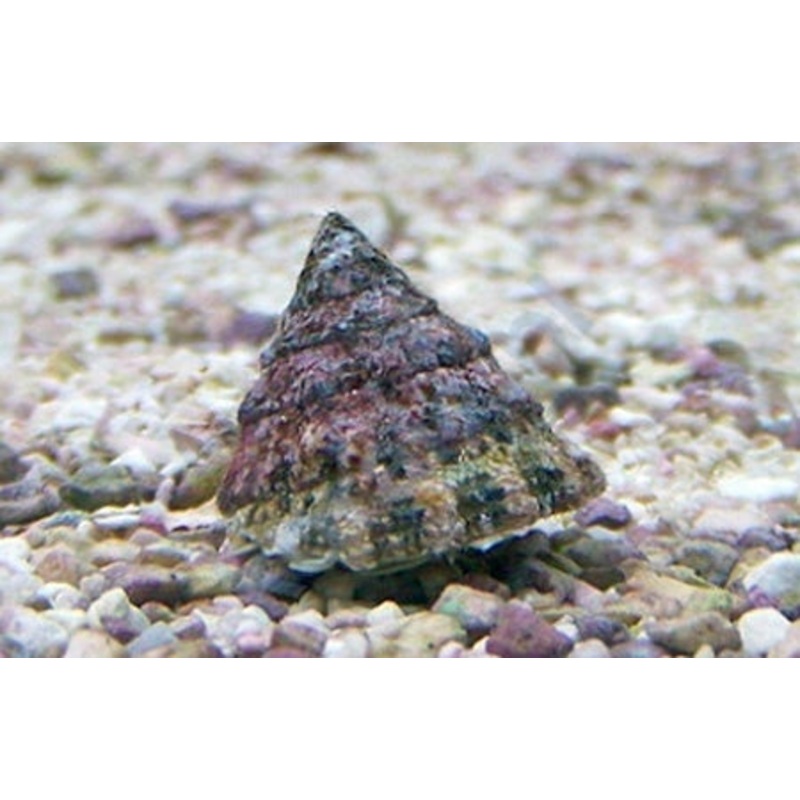 Astraea Turbo Snail - Astraea tecta
