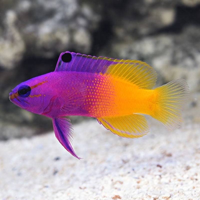Royal Gramma Basslet - Gramma loreto - Medium - 1" to 2"
