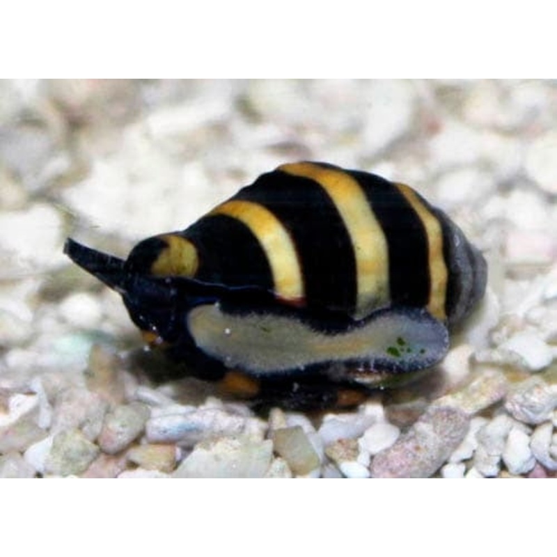 Bumble Bee Snail - Engina mendicaria