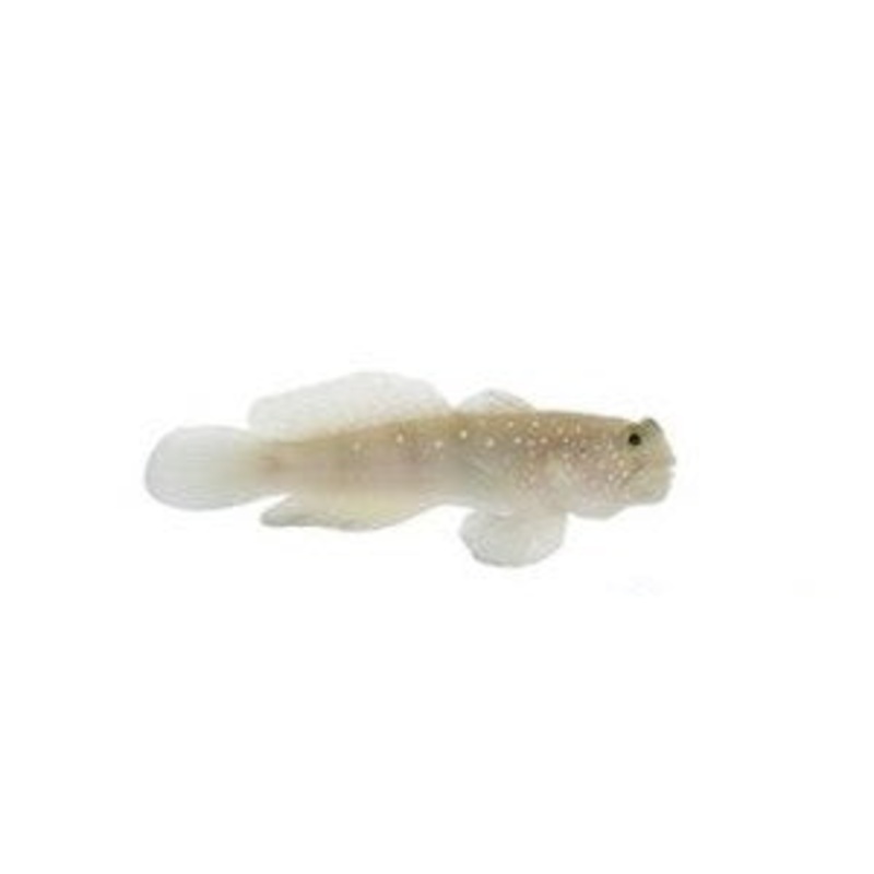 Yellow Watchman Goby - Cryptocentrus cinctus - 1 to 2"