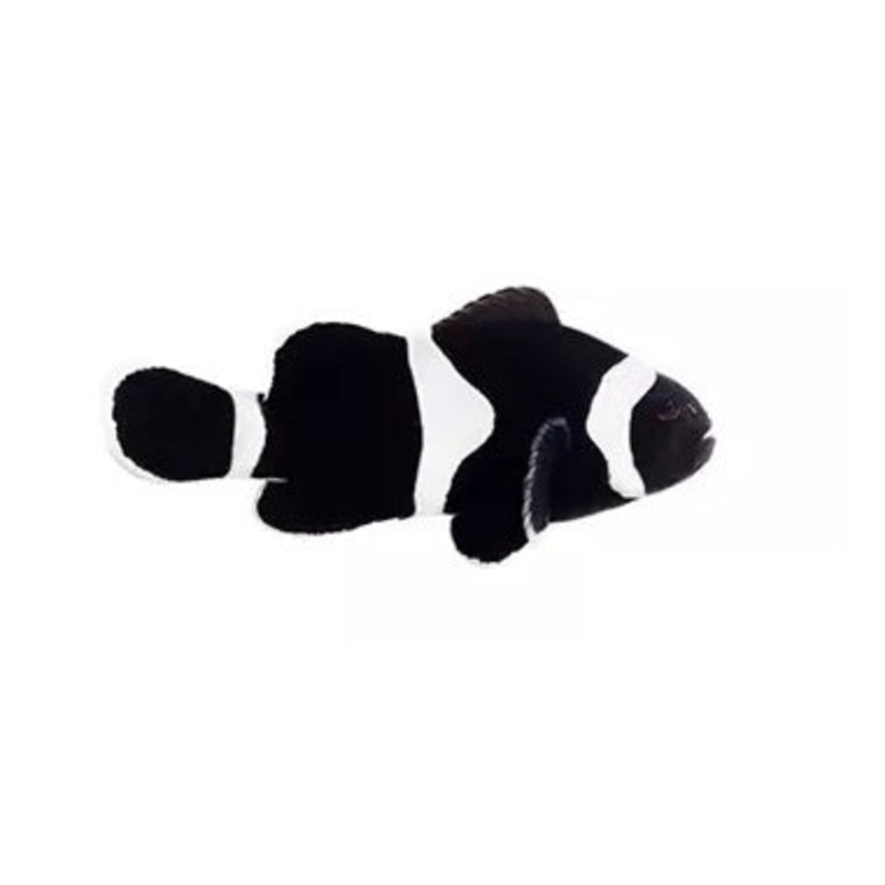 Black Ocellaris Clownfish - Captive Bred - Small - 1" to 1.25"