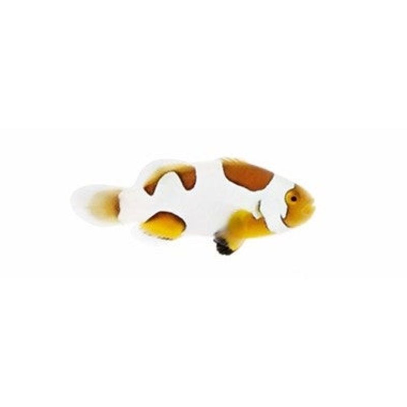 Extreme Picasso Percula Clownfish - Captive Bred - Small - 1" to 1.25"