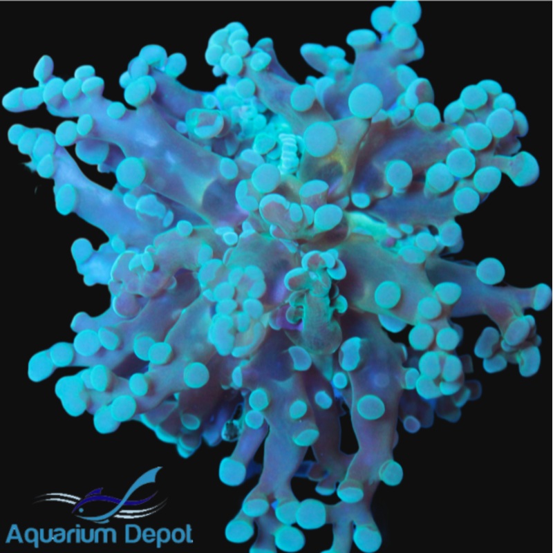 Frogspawn Frag (Euphyllia divisa)