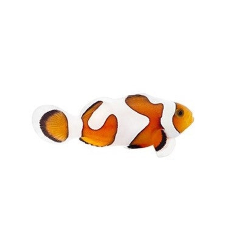 Gladiator Ocellaris Clownfish - Captive Bred - Small - 1" to 1.25"