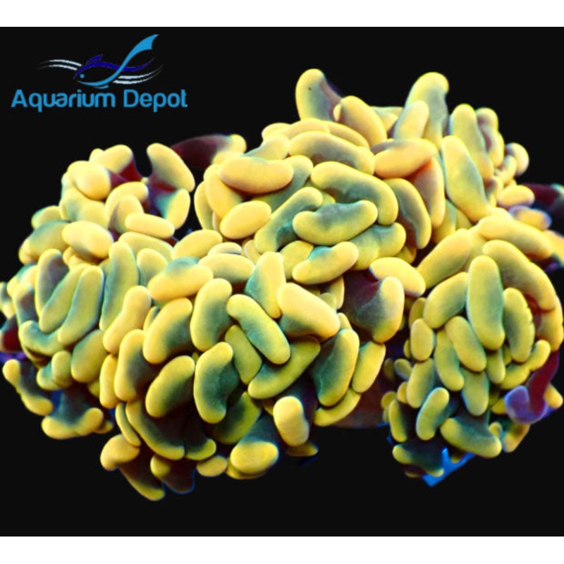 Gold Branching Hammer (Euphyllia ancora)