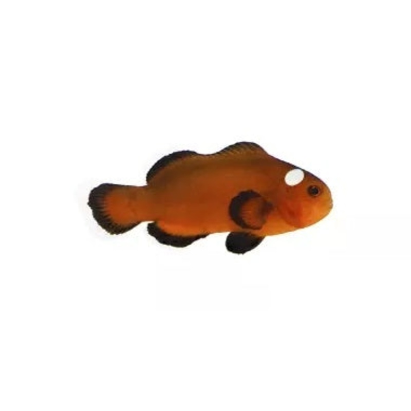 Mocha Domino Ocellaris Clownfish - Captive Bred - Small - 1" to 1.25"