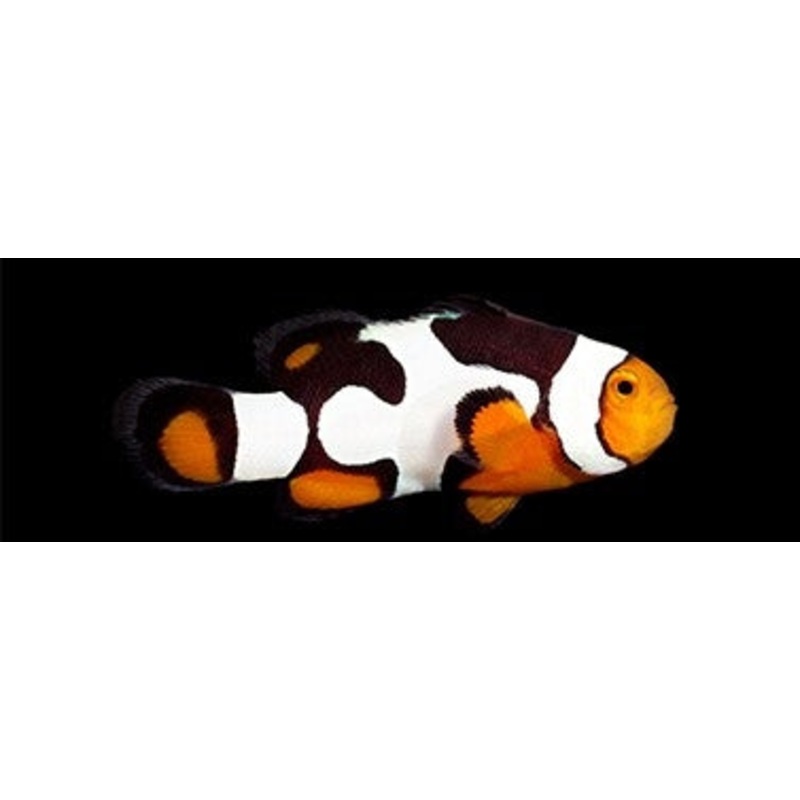 Onyx Picasso Percula Clownfish - Captive Bred - Small - 1" to 1.25"