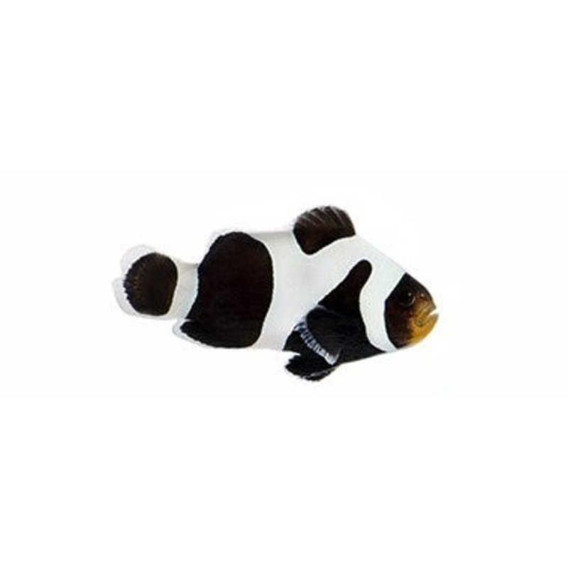 Premium Black Gladiator Ocellaris Clownfish - Captive Bred - Small - 1" to 1.25"