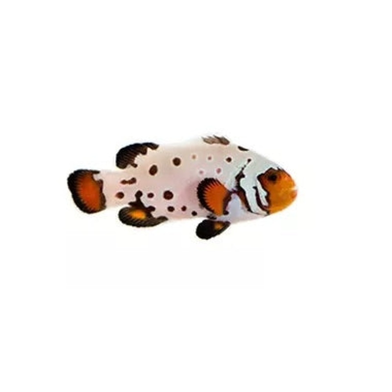 Premium Frostbite Ocellaris Clownfish - Captive Bred - Small - 1" to 1.25"