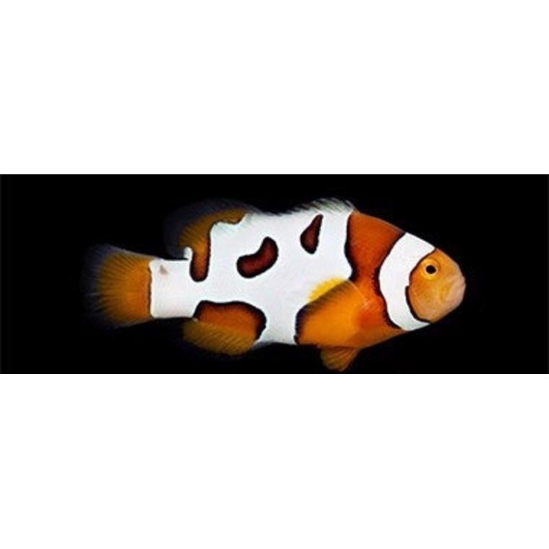 Premium Picasso Percula Clownfish - Captive Bred - Small - 1" to 1.25"
