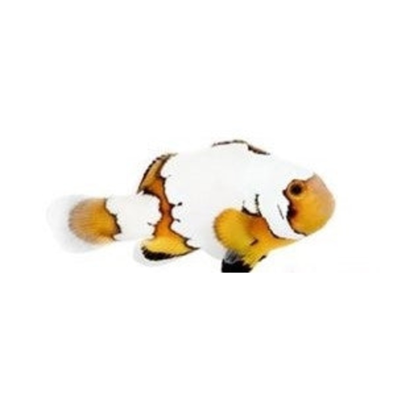 Premium Snowflake Ocellaris Clownfish - Captive Bred - Small - 1" to 1.25"