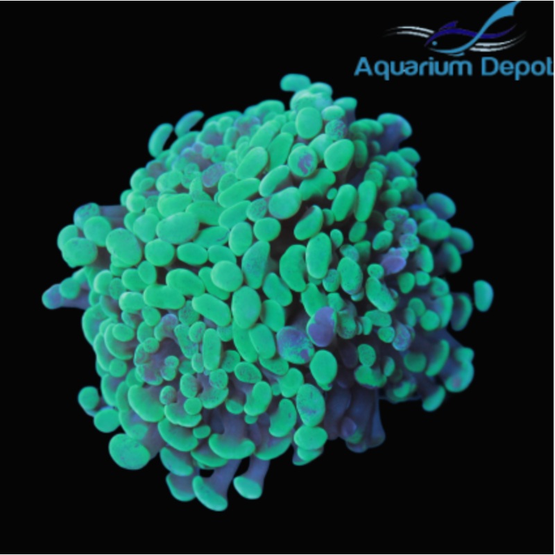 Splatter Hammer Frag (Euphyllia ancora)