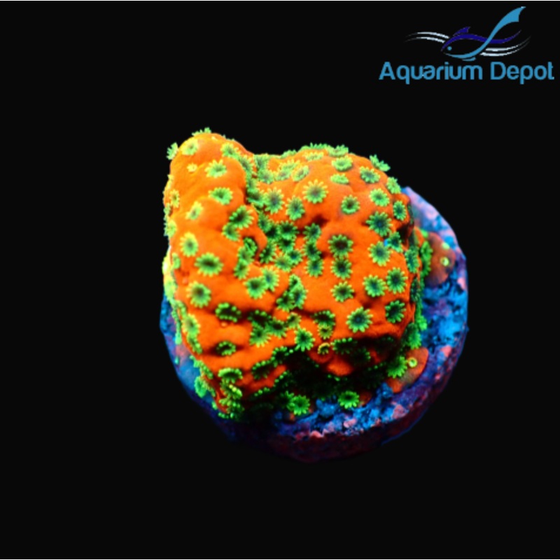 Sunset Montipora Frag (Montipora sp.)