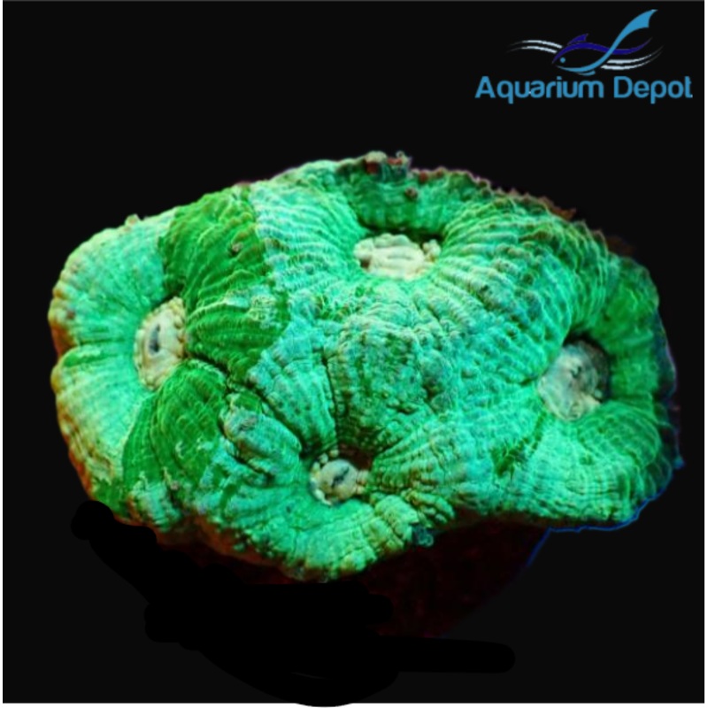 Tri Green Favia Frag (Favia sp.)