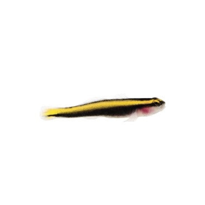 Yellow Neon Goby - Captive Bred - Small - 1" to 1.25" - (Elacatinus oceanops)