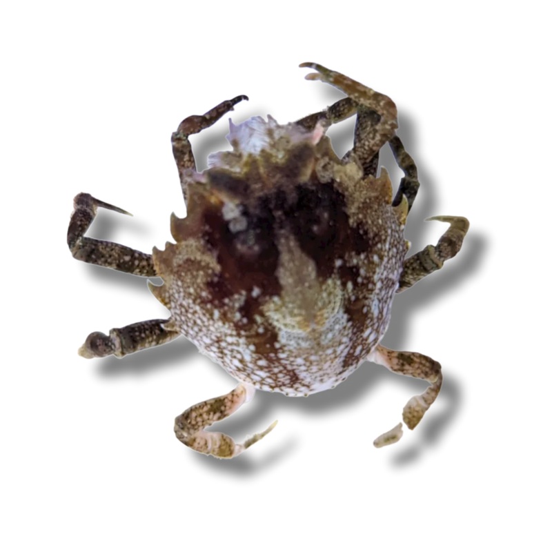 Pitho Crab - Pitho mirabilis