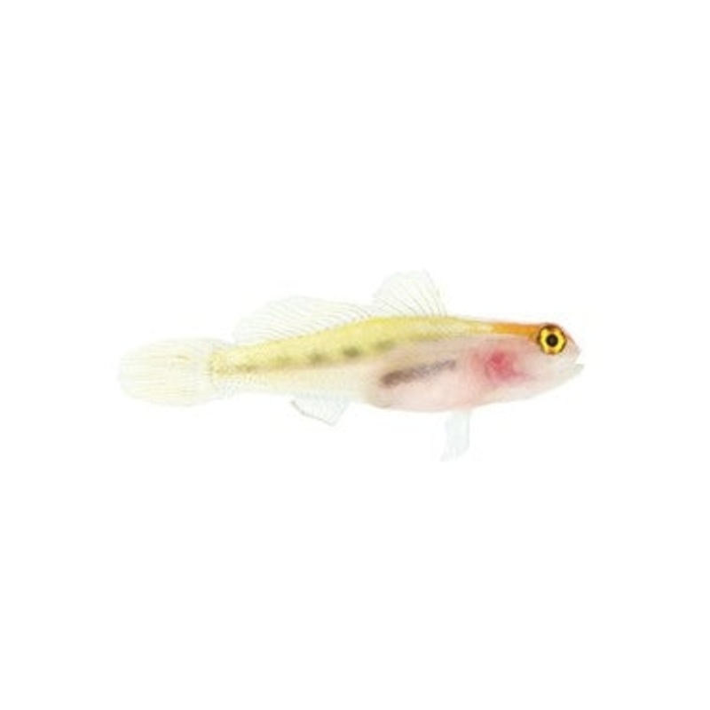 Red Head Goby - Captive Bred - Small - 1" to 1.25" - (Elacatinus puncticulatus)