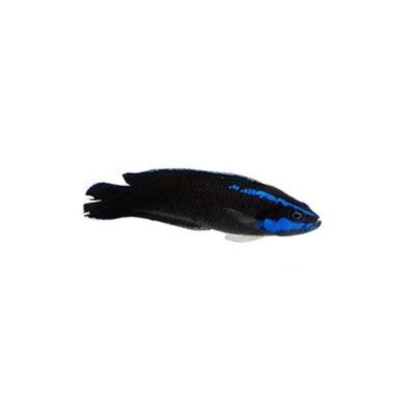 Springeri Dottyback - Captive Bred - 1" to 2" - (Pseudochromis springeri)