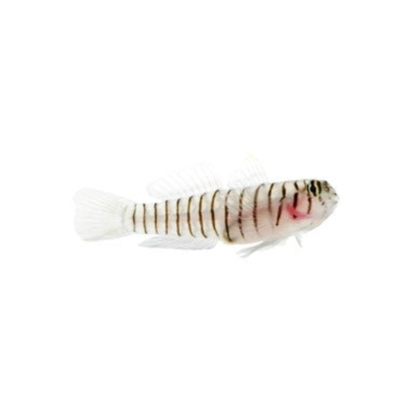 Tiger Goby - Captive Bred - Small - 1" to 1.25" - (Elacatinus macrodon)