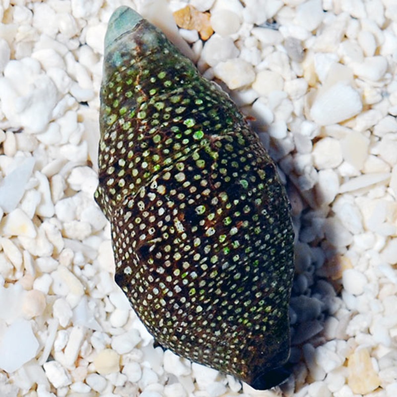 Cerith Snail - Cerithium sp.