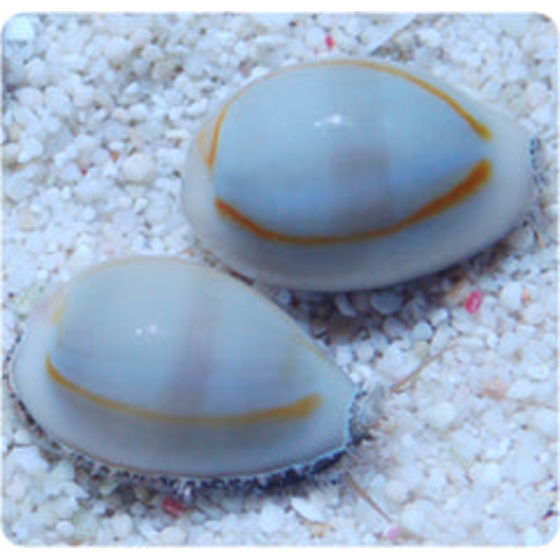 Money Cowrie Snail - Monetaria moneta
