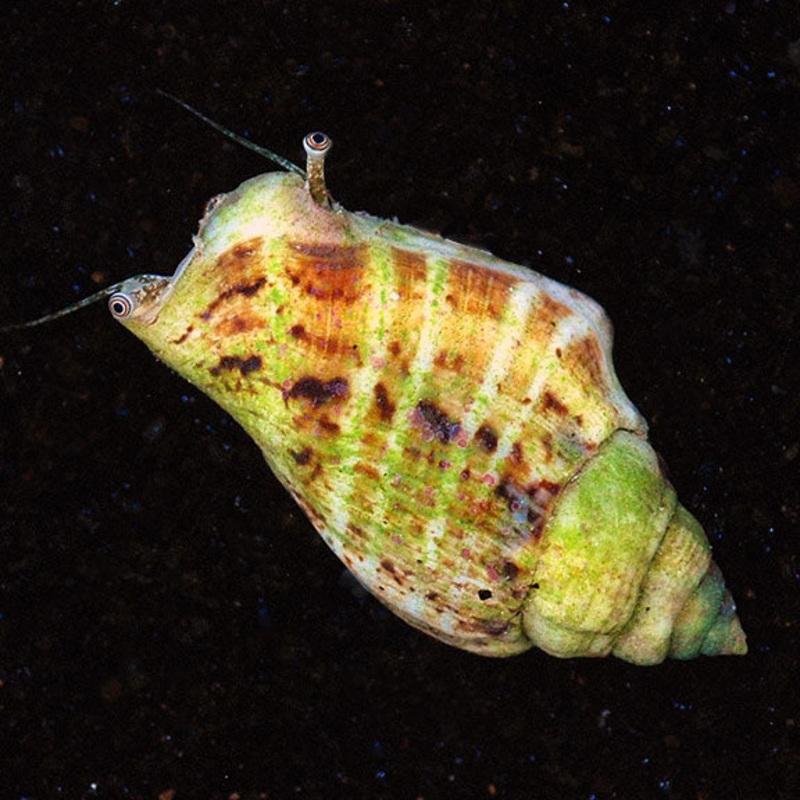 Fighting Conch - Strombus spp.