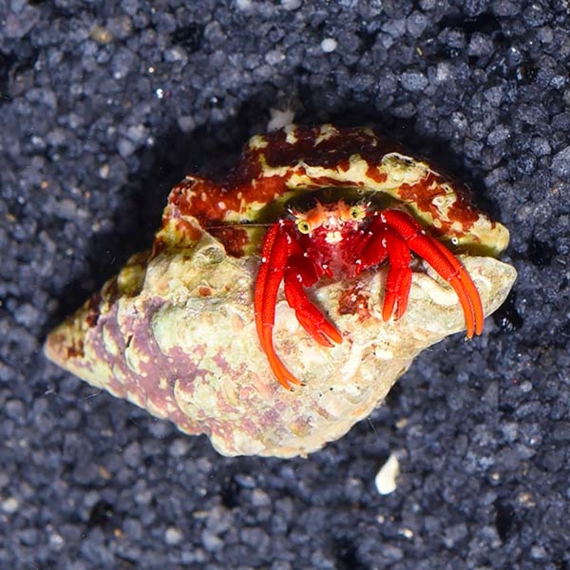 Scarlet Reef Hermit Crabs - Paguristes cadenati