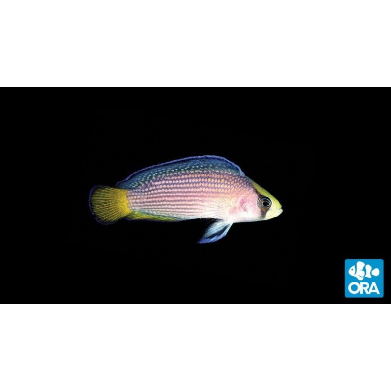 Splendid Dottyback (Manonichthys splendens)