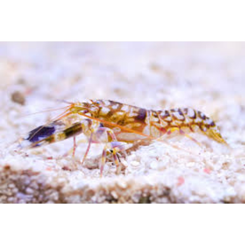 Tiger Pistol Shrimp - Alpheus bellulus