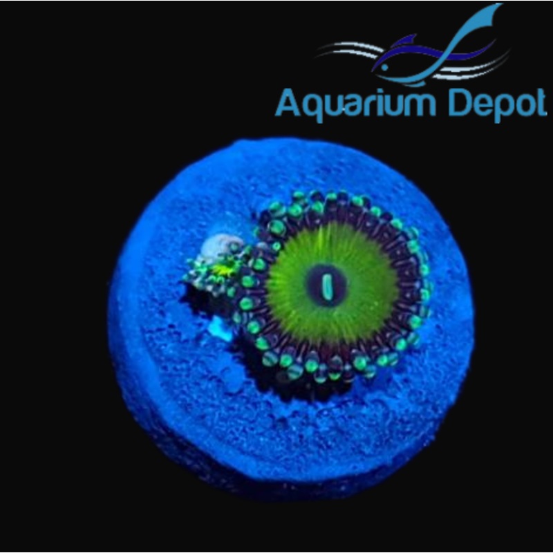 Candy Apple Zoa (Zoanthus sp.)