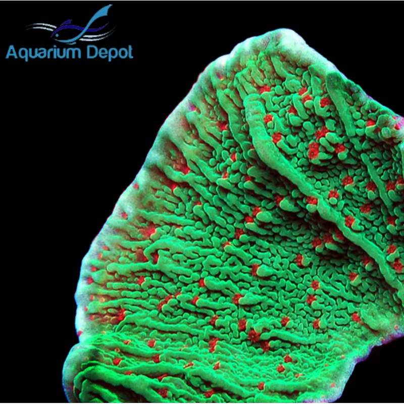 Season's Greetings Montipora Frag (Montipora sp.)
