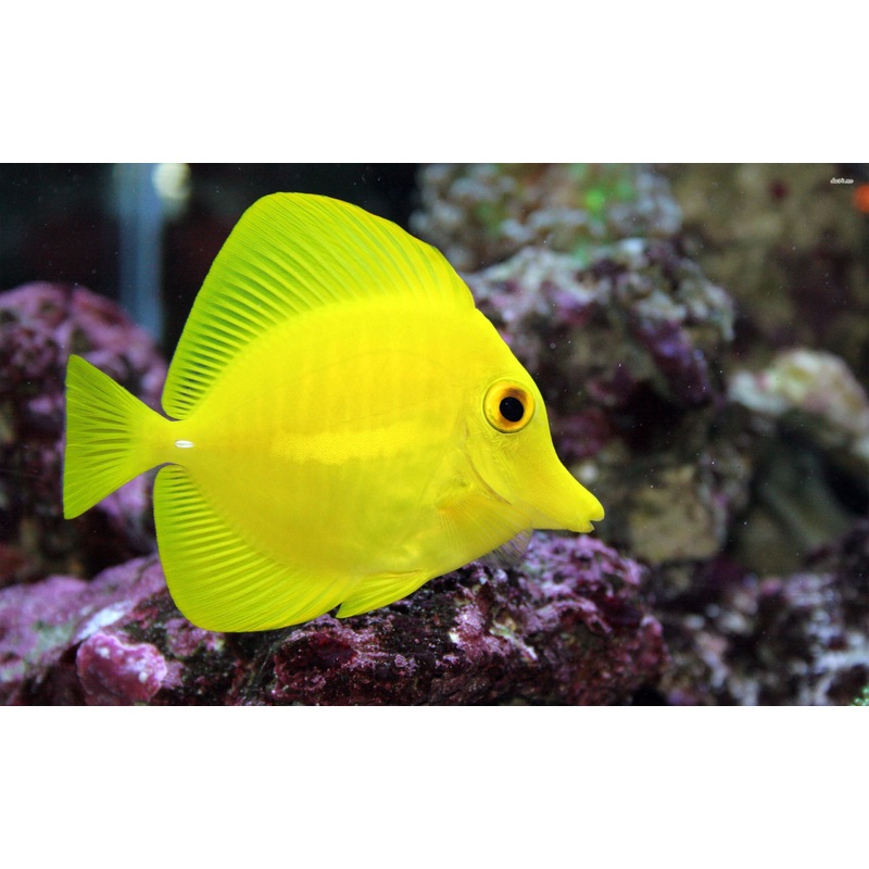 Yellow Tang - Zebrasoma flavescens - Biota Captive Bred - Small