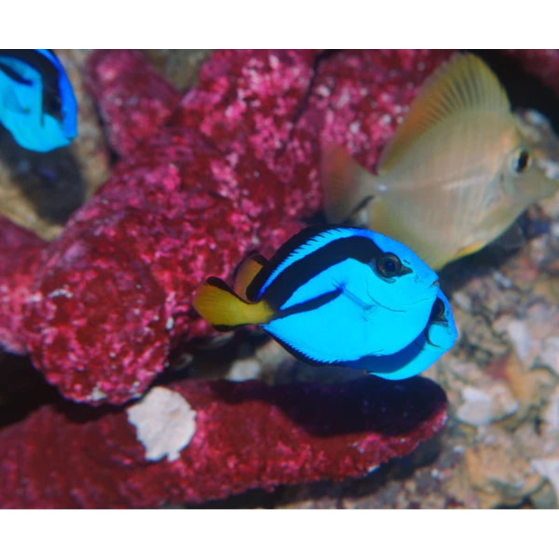 Blue Hippo Tang - Paracanthurus hepatus - Biota Captive Bred