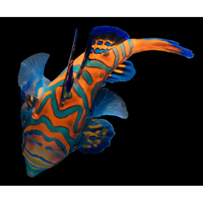 Blue Mandarin Fish - Synchiropus splendidus  - Biota Captive Bred - Tiny (< 1")