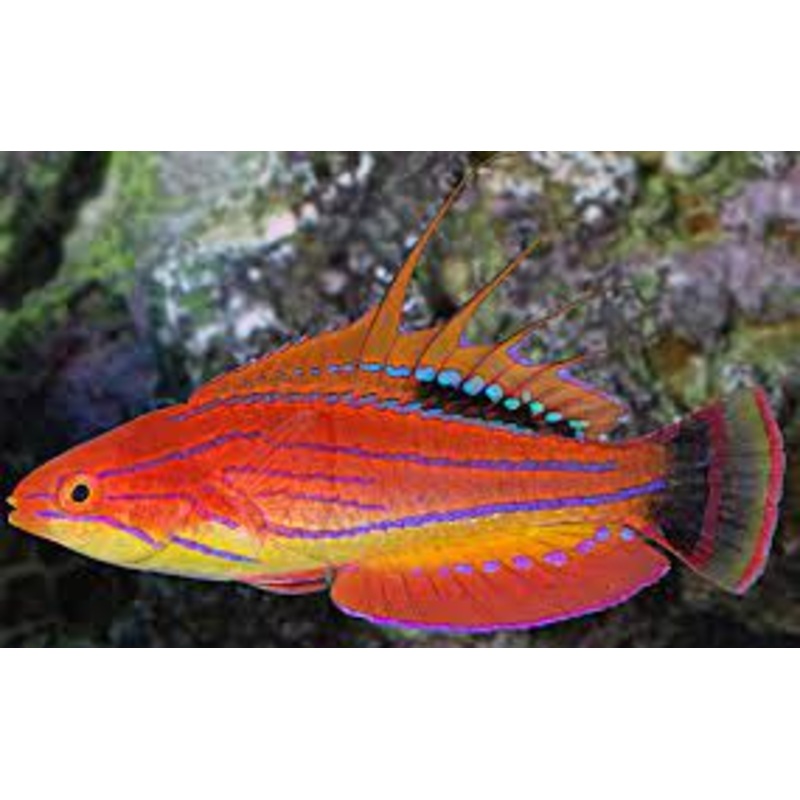 Carpenter's Flasher Wrasse - Paracheilinus carpenteri