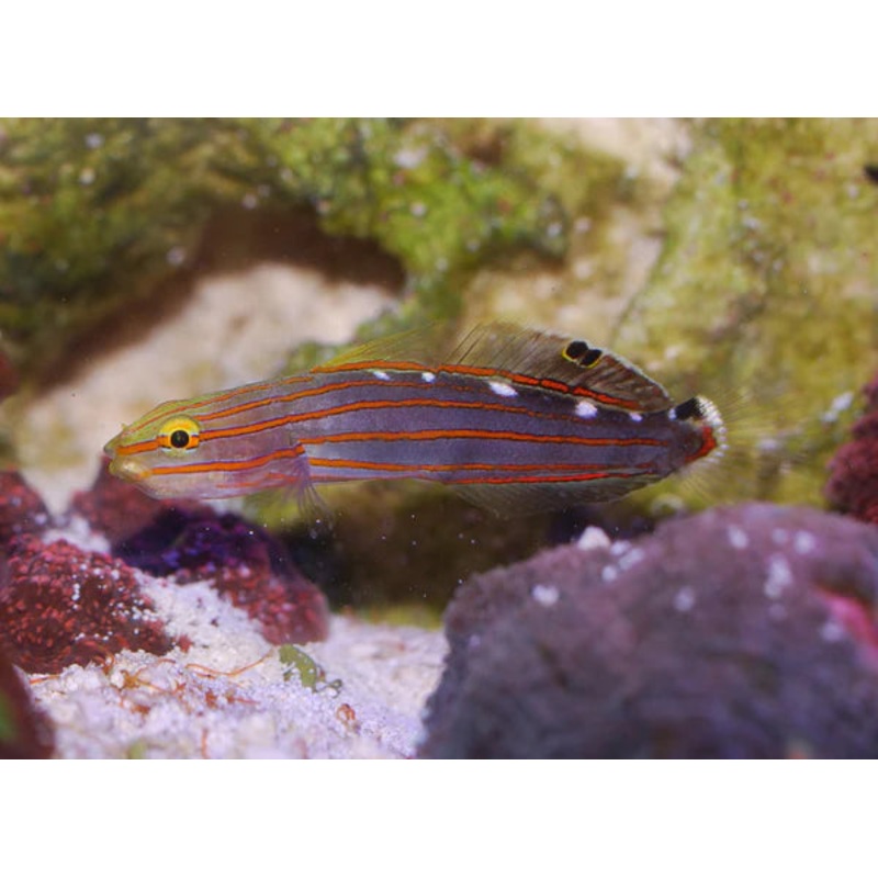 Court Jester Goby - Koumansetta rainfordi - Biota Captive Bred