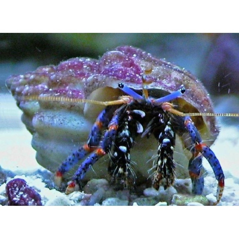 Dwarf Blue Leg Hermit Crab - Clibanarius tricolor
