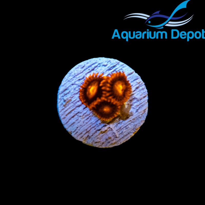 Orange Bam-Bam Zoa (Zoanthus sp.)