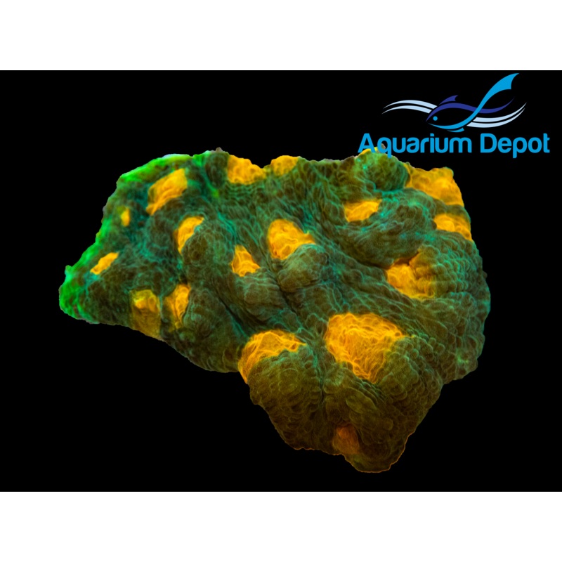 Orange Head Green Chalice Frag