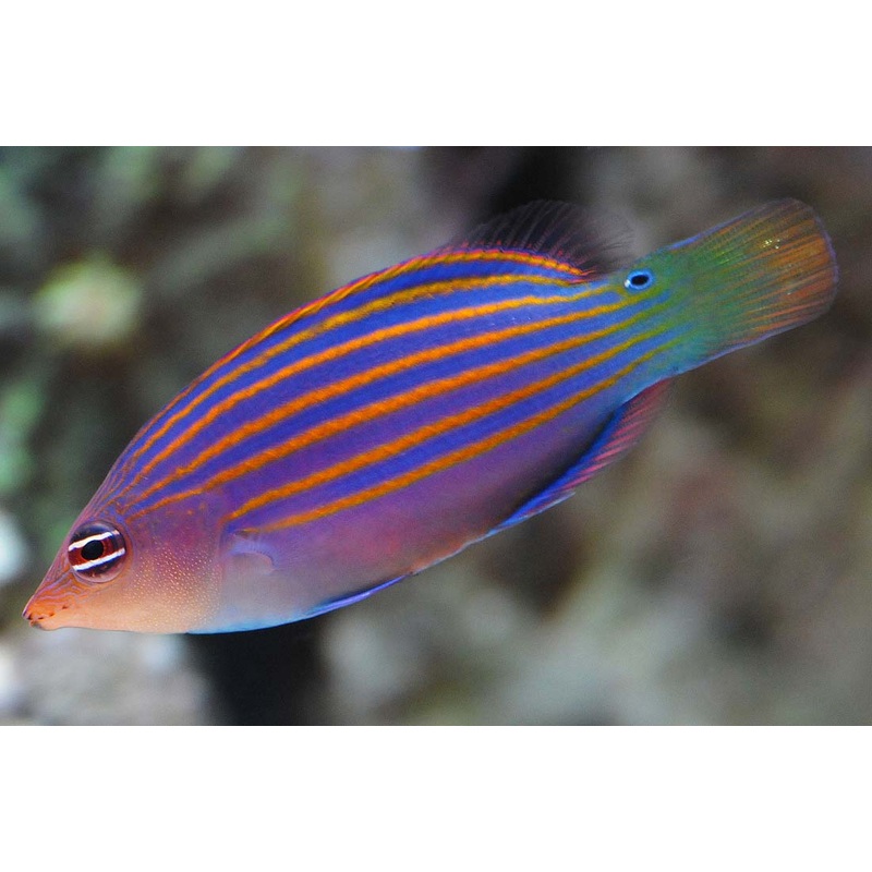 Six line Wrasse - Pseudocheilinus hexataenia