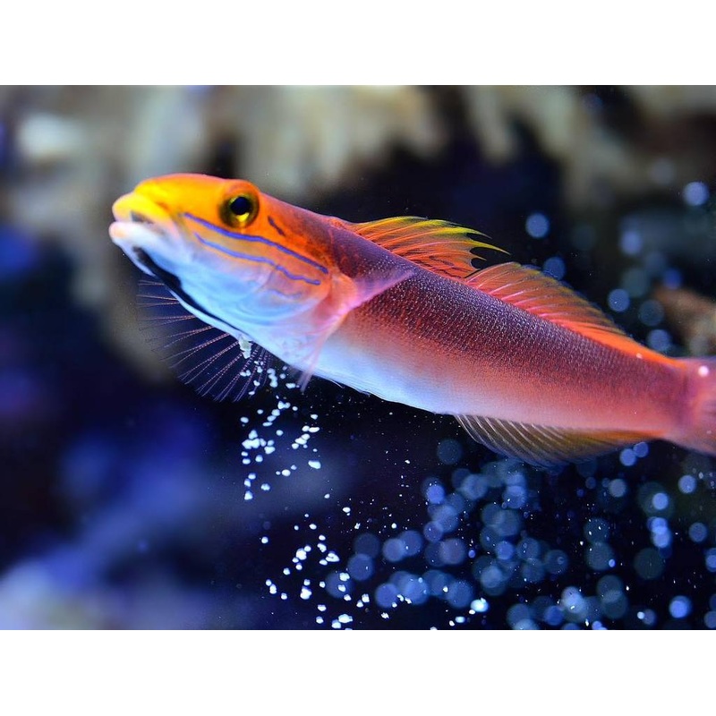 Bella Goby - Valencienna bella
